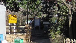 亀好きの子どもさんにはいいかも