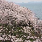 桜と海