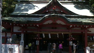 鳥居横の枝垂桜がみごろでした。