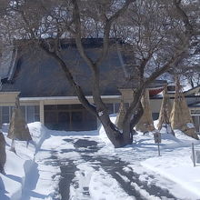 本堂と冬囲いの木々が並ぶ風景