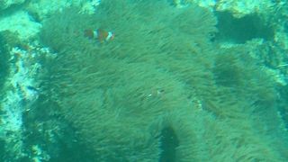 グラスボートがおすすめ