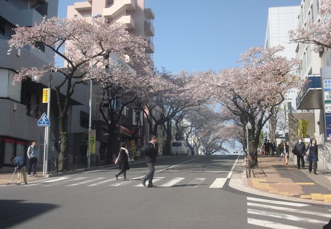 桜が自慢