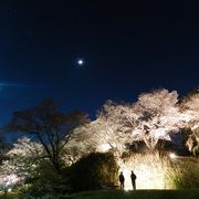 多くの品種の桜が見事です！