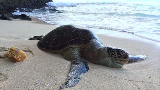 綺麗な浜です。ウミガメが打ち上げられていました。
