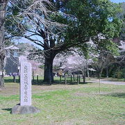 桜の美しいエリアです