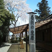 こちらも桜がきれいでした。