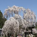 大野寺の枝垂桜は人気です