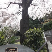 4月初頭桜満開