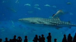 沖縄では必須！