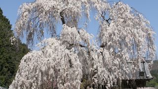 大野寺の枝垂桜は人気です