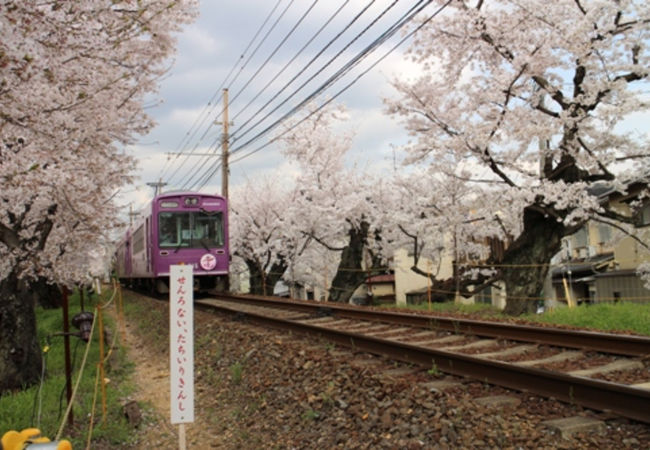 たまたま見つけた桜スポット