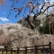 埼玉県天然記念物