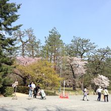桜がきれい