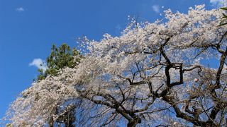 よみがえりの一本桜