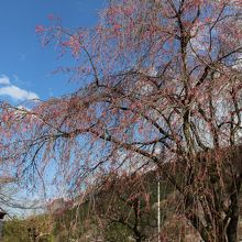 こちらは境内にあった桜。まだ蕾ばかりです…