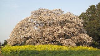 素晴らしい山桜 吉高大桜
