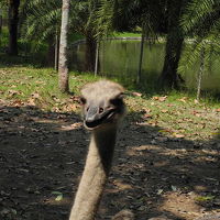 ミニ動物園のだちょう。