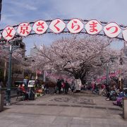 2014年4月2日　満開でした！