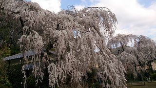 しだれ桜と磨崖仏で有名
