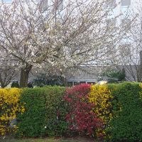 マリー公園近辺の生垣