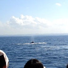 ブロー（潮吹き）。やはりクジラ発見のきっかけになります