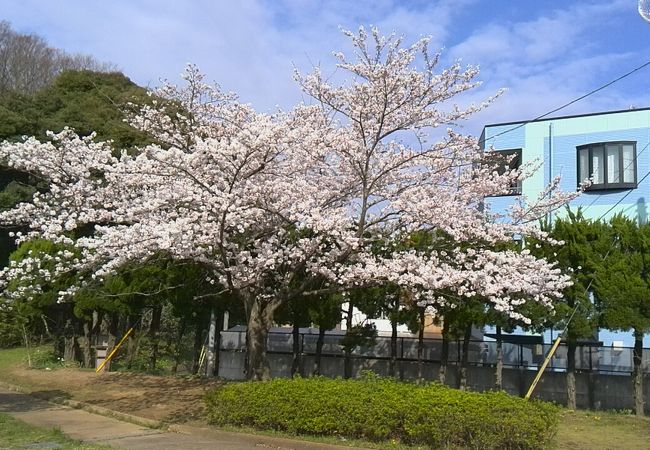 咲き誇る桜