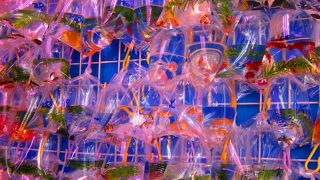 癒しの金魚いっぱいいました