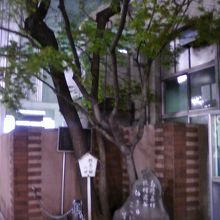 いわゆる柳のイメージと少し違います。