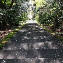 上からの石段。手すりなし、下り足元注意(滑る)