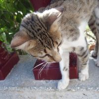 敷地内で猫をよく見かけました