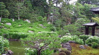 半夏生が生い茂る庭園