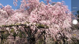 枝垂れ桜がきれい