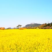 見渡す限り菜の花！