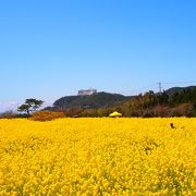 あちこちに菜の花が咲き誇っています