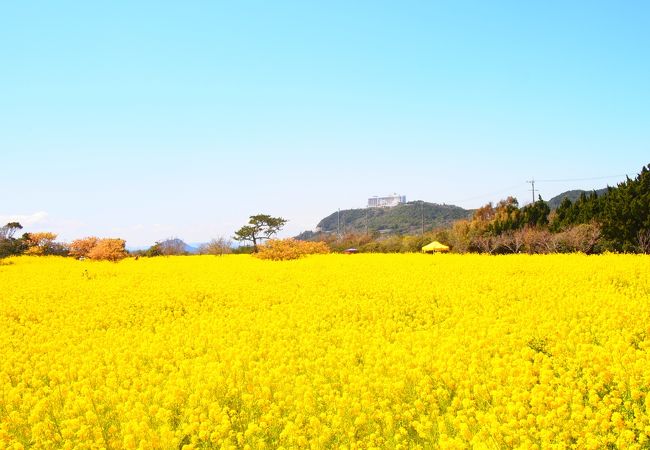伊良湖菜の花ガーデン クチコミ アクセス 営業時間 渥美半島 伊良湖 フォートラベル