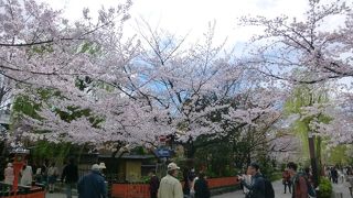綺麗な桜と綺麗な着物でした！