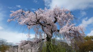 みごとな「桜」！