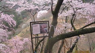 多摩森林科学園には、全国の桜を集めたサクラ保存林のほかに、森の科学館、樹木園などがあります。