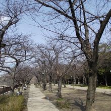 外濠沿いの桜並木 (時季的には早過ぎですが)