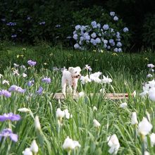 菖蒲が咲き誇る園内