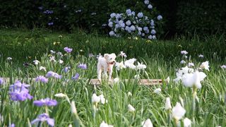 菖蒲が綺麗でした