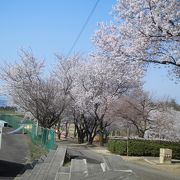 桜ヶ池公園の桜が見頃でした。
