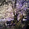 姫路城夜桜会