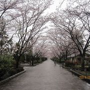 桜の季節には、陵南公園と南浅川の桜が一体化して素晴らしく、毎年「さくら祭り」が行われます。