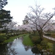 春の兼六園の無料開放の日の桜