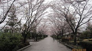 桜の季節には、陵南公園と南浅川の桜が一体化して素晴らしく、毎年「さくら祭り」が行われます。