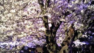 うっとりするような桜！