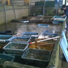 水槽がいっぱい