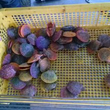 色とりどりのひおうぎ貝