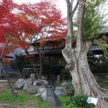 右手前の大きな木は、櫻谷氏の画にも描かれた木です。